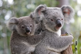 Koala Bear Family