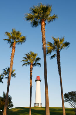 Long Beach Palm Trees