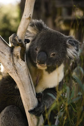 Koala Bear in Australia