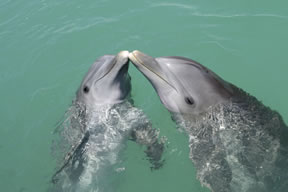 Swim with the dolphins in Bermuda